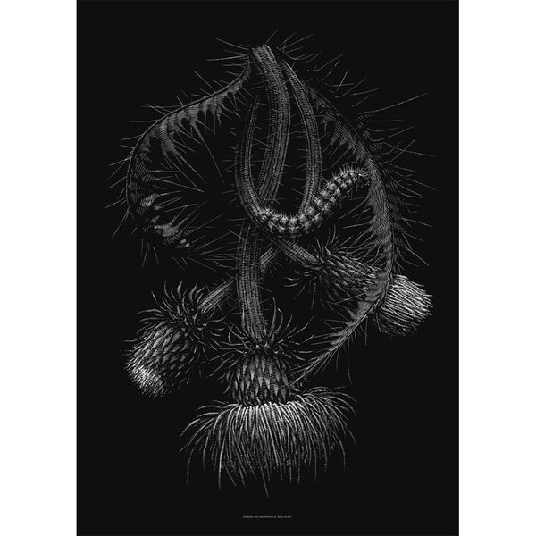 Phillip Janta | Les Plantes